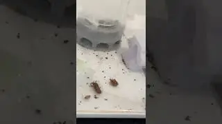 @wakooshi @AntsHQ #antkeeping #ants #camponotus #insects