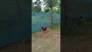 Guineafowl hen mating video 2025 #murgi #murga #meeting #shorts #youtubeshorts #viralshorts