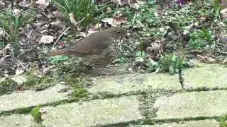 Zanglijster met slak op smidse