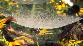 Bowl and Doily Spiders: NARRATED