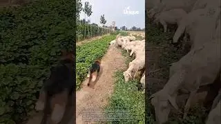 Shepherd dog in action: herding sheep through a field
