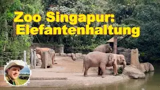 Zoo Singapur: Elefantenhaltung.