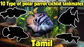 10 types of polar parrot cichlid tankmates | Tamil