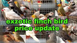 exzotic finch bird price update kolkata bird market