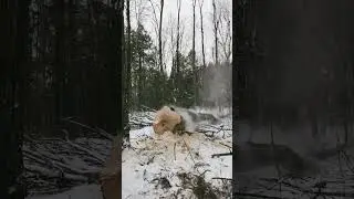 Soft maple pounding the ground #logger #wood #tree #shorts #chainsaw #lumberjack
