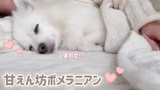 常に飼い主と密着していたい甘えん坊なポメラニアン