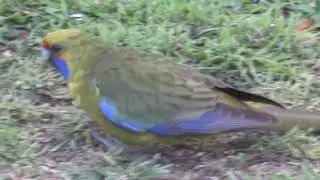 green rosella has a side hustle
