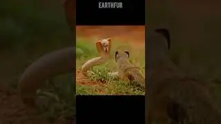 Cobra Vs Mongoose: Nature&rsquo;s Rivalry 🐍🦊 #shorts #wildlife #nature