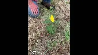 Shiny Leaf Yellowhorn Growth Expectations