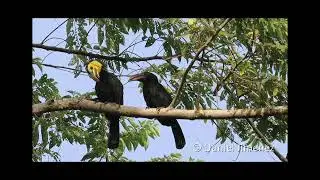 Rhabdotorrhinus exarhatus Sulawesi Hornbill 