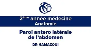 2ème année médecine, Anatomie, Paroi antero latérale de l’abdomen
