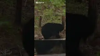 Битва с медведем#shotviralvideo #shotfeed #bearhunting