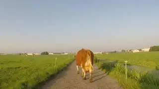Koeien naar buiten brengen | farmcraft