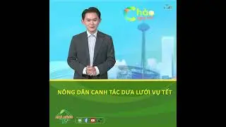N&ocirc;ng d&acirc;n canh t&aacute;c dưa lưới vụ Tết