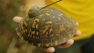 Turtle Trackers | Inside the Research | Washington University