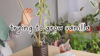 trying to grow my own vanilla beans | vanilla bean orchid propagation journey