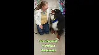AKC Bernese Mountain Dog The Perfect Gentle Giant - Unleashing Good Canine Citizen Obedience (full)