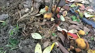Голубика секреты роста ,грибы