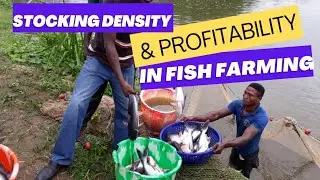 How to calculate stocking density / capacity for your fish pond.