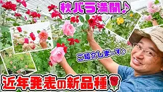 バラ満開!【近年発表の新品種の秋バラ開花】を見て回りましょう🌹