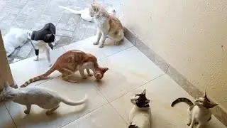 Stray Kittens Came to Drink Cow Milk | Cute cats Compilation Part 90 | Funny cat videos 2025