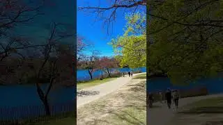 High park Toronto Canada, cherry Blossom season, #canada #highpark #springseason