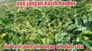review jarak sambungan paling bawah pada sambungan kopi dalam satu pohon 4 sambungan