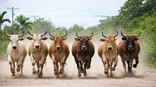 The activity of herding cows that are happily running fast to get to the wide grasslands 