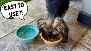 PetBonus 2-Pack Silicone Collapsible Dog Bowls, BPA Free Dishwasher Safe Review