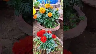 Gardening flowers #shorts #flowers #flower #flowergarden #flowergardens