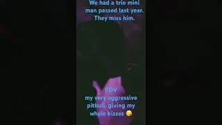 #music #usingmystory #funny #chihuahua #Sad #LossOfPet #PetBesties #ChihuahuaAndPitbullBestFriends