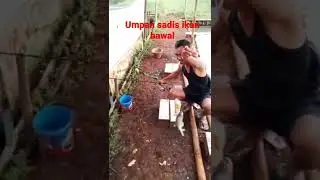 umpan ikan bawal jitu double strek josssss