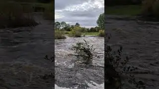 River Swale Topcliffe Floods  #fishing #centrepin #riverbarbel #yorkshire #riverfishing #riverflood