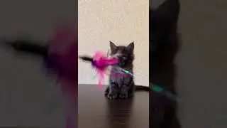 Ursula is a Smoke Maine Coon Kitty