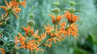 Medicinal Plant ~ Wild Dagga