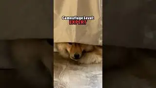 Stealth Pup Engaged  #eurasier #dog #shorts