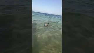 Grouper #fishing #grouper #fish #angler #beach #okuma #doha
