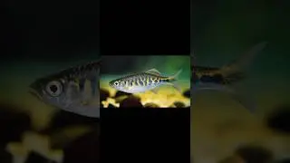 Spotlight on the Critically Endangered Barred Danio (Devario pathirana)!#BarredDanio