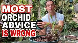 After Growing 1000s of Orchids… This Is What Actually Works