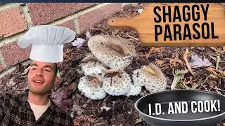 Shaggy Parasol catch and cook! PNW mushroom hunting!