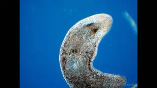 Freshwater flatworms (Turbellaria)