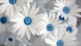 White Flowers Wallpaper Whatsapp Status Images