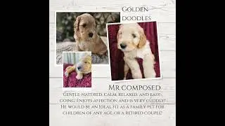 Dorenlee Darling available labradoodles #doodles #ethicalbreeding #certifiedtraining #labradoodles