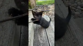 Мама говорит, что это слишком большая палка для маленького котенка! #котята #котенок #милыйкотенок