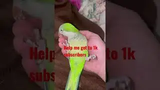 MerckDaManiac.                 1000 subscriber goal