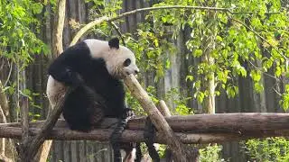 Chengdu ~ Panda ~ China