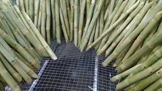 Raw Sugar Cane// fresh sugarcane stalks exporter// frozen sugarcane supplier