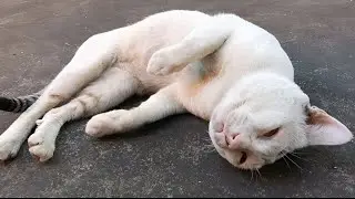 A Gentle Cat's Post-Meal Relaxation