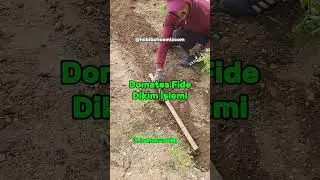 Domates Fide Dikimi 2025