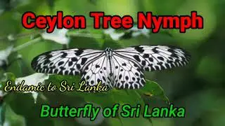 Ceylon Tree Nymph | Butterfly of Sri Lanka | Endamic to Sri Lanka